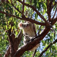 Koala