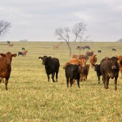 Beef cattle