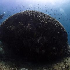 Truly ground-breaking ... 'this is the blueprint for coral and their symbiotic communities.'