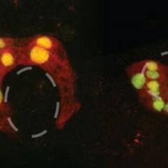 Cells
