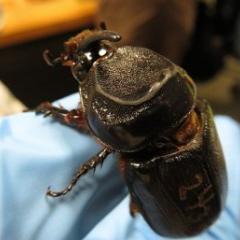 Rhinoceros Beetle