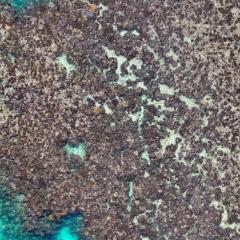 A photo showing the extent of coral bleaching