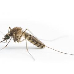 A close up of the Culex annulirostris mosquito