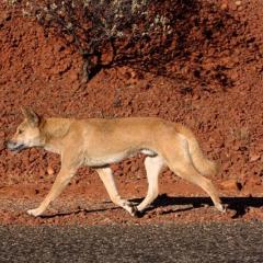 Dingo