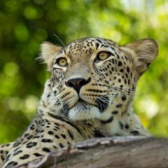 A Persian leopard, a spotted black, white and pale brown big cat, basking on a rock under the shade of tall trees