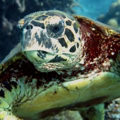 Turtle underwater