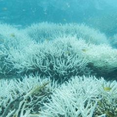 Underwater photo of coral bleaching