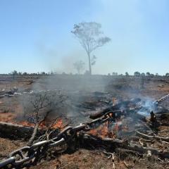Land clearing