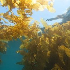 Kelp