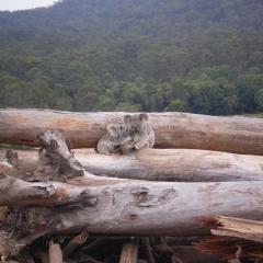 Mother and joey koala after deforestation of habitat.
