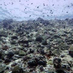 Dead coral