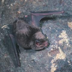 Bat