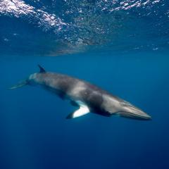 A large Minke Whale swims close to the surface