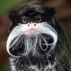 Tamarin monkey