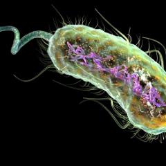 E. coli