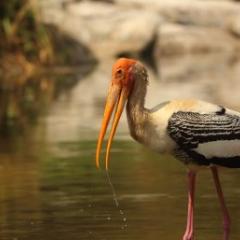 Painted stork