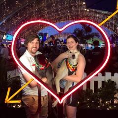 Dogs