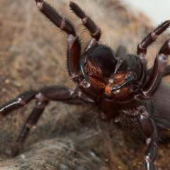 Spider