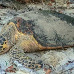 Turtle