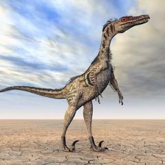 Velociraptor