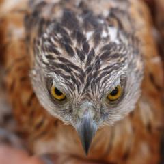 Red goshawk
