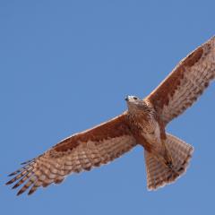 Red Goshawk