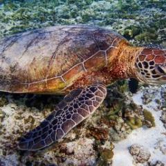 Turtle