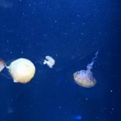 Jellyfish
