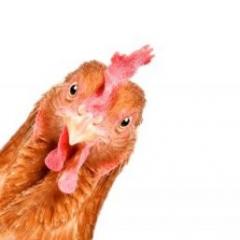 Chicken looking directly at camera