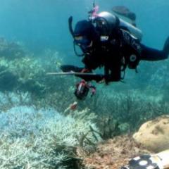 Reef