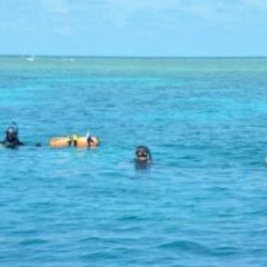 Divers in the water