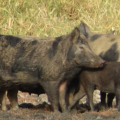 Wild pigs