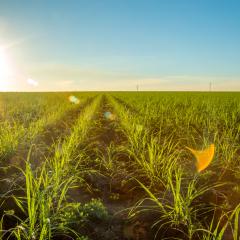 Sugarcane farm in Brazil