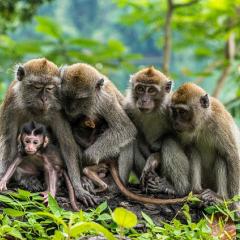 A group of monkeys