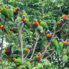 Birds