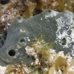 Sponge