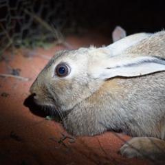 Rabbit