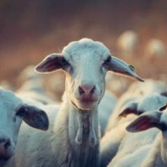 Goats