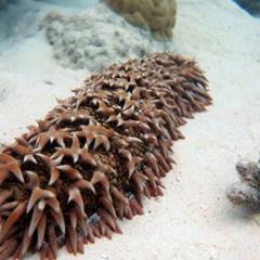 Sea cucumber