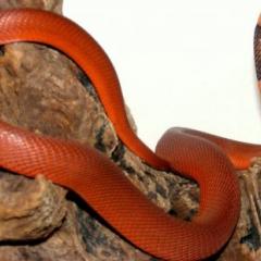 Red spitting cobra