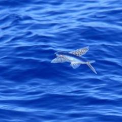 Flying fish