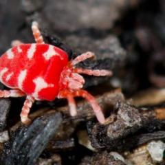 Mite