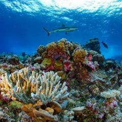 Reef