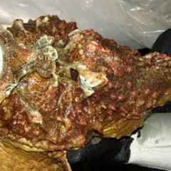 Stonefish