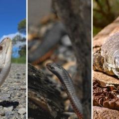 Reptiles