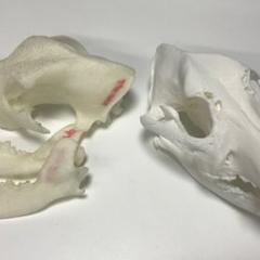 Dog skull