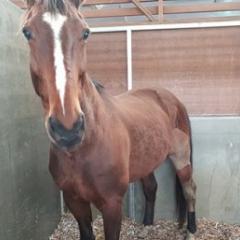 Horse