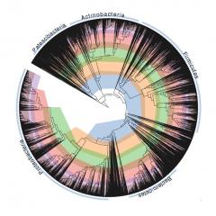 Phylogenetic tree