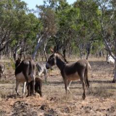 Feral donkeys