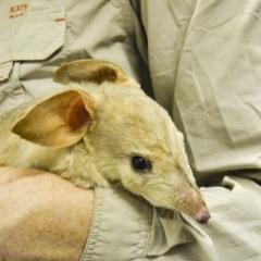 Bilby